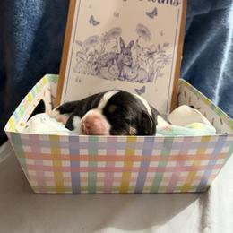 Hank - Black white and tan male Beagle puppy in New Tazewell, Tennessee from Sweet Warner Pugs
