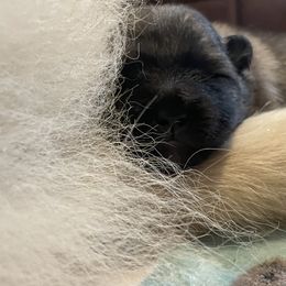 Keeshond Puppies from StarStruck Keeshonden