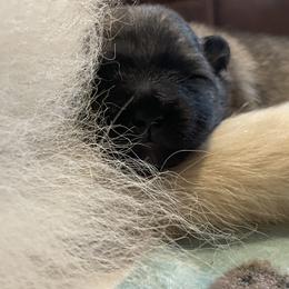 Keeshond Puppies from StarStruck Keeshonden