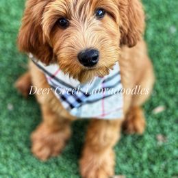 Australian Labradoodle, Cavapoo, and Goldendoodle Puppies from Deer Creek Labradoodles