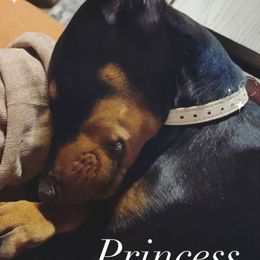 Doberman Pinscher Puppies from Defensive Dobermans