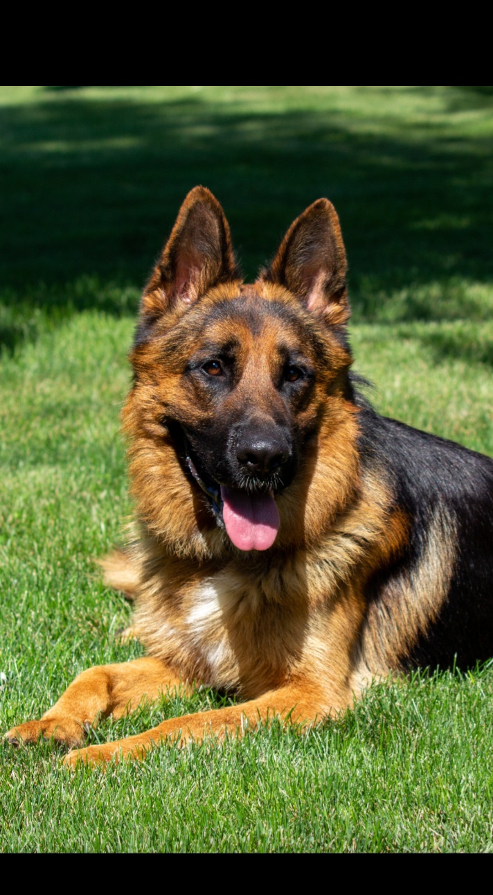 German Shepherds and Poodles from Olde Heritage K-9