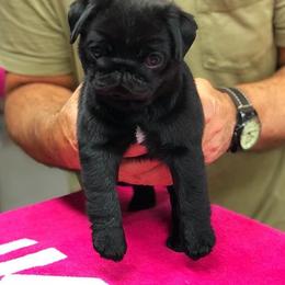 Havanese and Pug Puppies from Casa Blanca Pugs & Mardi Gras Havanese