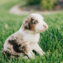 Twix - Red merle male Miniature Australian Shepherd puppy in Enoch, Utah from Twisted H Aussies