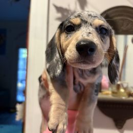 Boy 2 - Dapple male Dachshund puppy in Columbiana, Alabama from Tonya's Dachshunds