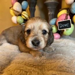 Dove - Cream female Dachshund puppy in Perryville, Maryland from Heavenly Heritage Dachshunds and Doods
