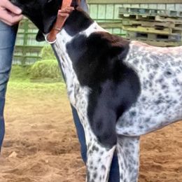 German Shorthaired Pointers from The Nosbisch Ranch Shorthaired Pointers