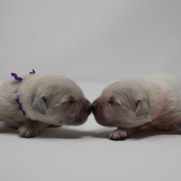 Golden Retriever Puppies from Skarlotte Goldens