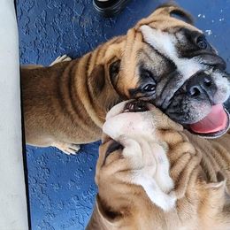 Bulldog Puppies from Adorable Bulldogs