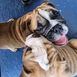 Bulldog Puppies from Adorable Bulldogs