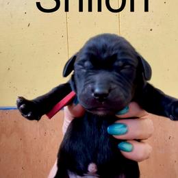 Shiloh - Black male Labrador Retriever puppy in Mineral, Virginia from Canine Assist
