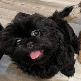 Chessie - Shih Tzu