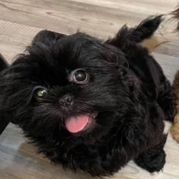 Chessie - Shih Tzu