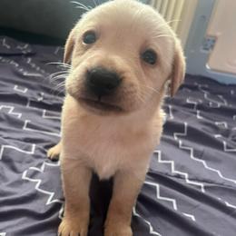 Herminone (female) - Yellow female Labrador Retriever puppy in Durango, Colorado from Burress Family Farm and Kennels
