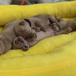 Golden Retriever Puppies from Honeyroux Goldens
