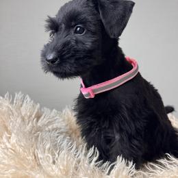Girl 2 - Baby Pink Collar - Black female Giant Schnauzer puppy in St George, Utah from Schnauzer Ranch