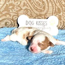 Cupid - Blenheim male Cavapoo puppy in Fort Worth, Texas from Creekwood Miniature Cavapoos