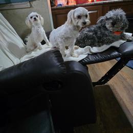 Maltese puppies from Misty Clark