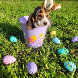 Basset Hound Puppies from Bassets of the Hollow