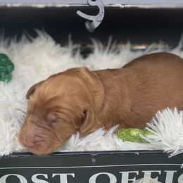 Boy 2 - Caramel Australian Labradoodle puppy in Kingwood, Texas from Big Tex Australian Labradoodles