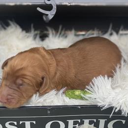 Boy 2 - Caramel Australian Labradoodle puppy in Kingwood, Texas from Big Tex Australian Labradoodles