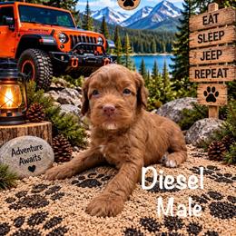 Diesel - Red male Australian Labradoodle puppy in Eastover, North Carolina from Joyful Hearts Australian Labradoodles