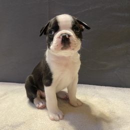 Boston Terrier Puppies from Misty Mountain Boston Terriers