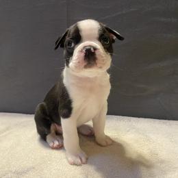 Boston Terrier Puppies from Misty Mountain Boston Terriers