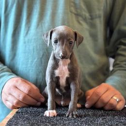 Boy 3 - Blue male Italian Greyhound puppy in Sugar Valley, Georgia from Pinnacle Farm and Kennel