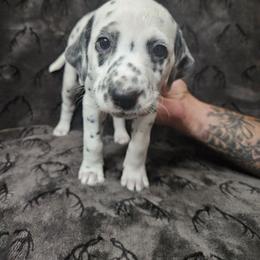 Daisy - White and black Dalmatian puppy in Champion, Ohio from Hites Family Dalmatians