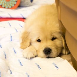 Golden Retriever Puppies from Honeysweet Goldens