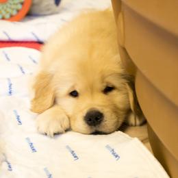 Golden Retriever Puppies from Honeysweet Goldens