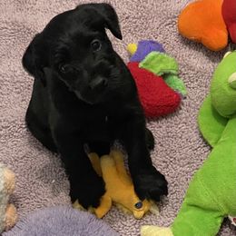 Standard Schnauzer Puppies from Stahlkrieger Standard Schnauzers