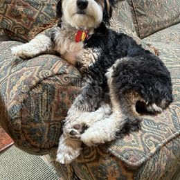 Aussiedoodle All Grown Up from White Pine Farm