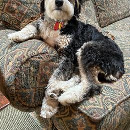 Aussiedoodle All Grown Up from White Pine Farm