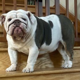 Gaia - Bulldog