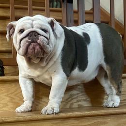 Gaia - Bulldog