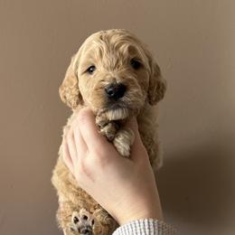 Boy 4 - male Goldendoodle puppy in Hamptonville, North Carolina from Goldendoodles of Vanhoy Farms