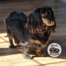 Sahara - Dachshund