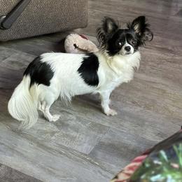 Luna Bell - Chihuahua