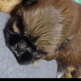 Moka - Chocolate and tan female Shih Tzu puppy in Cartersville, Georgia from 100 Acre Woods Shih Tzu Plantation