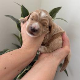 Purple collar - Apricot female Goldendoodle puppy in Surprise, Arizona from AZ Ohana Doodles