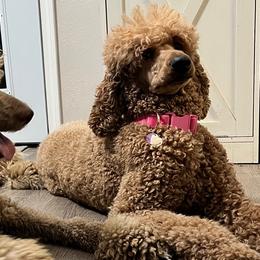 Poodles from LUCKY 7 LITTER