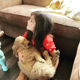 Golden Retriever Puppies from TC's Golden Ranch