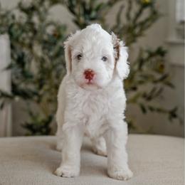 Ivy - Parti female Goldendoodle puppy in Salem, Virginia from Aloha Doodles & Poodles