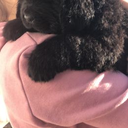 Newfoundland Puppies from Bookcliff Newfies