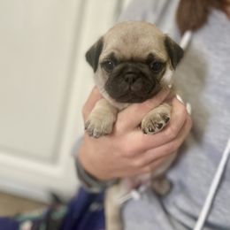 Theo - Fawn male Pug puppy in New Haven, Indiana from Milan Pugs