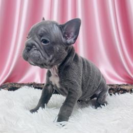 Lilo - Blue female French Bulldog puppy in Amarillo, Texas from Bomb City Bulldogs