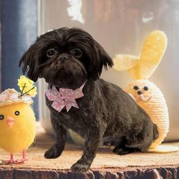 Shih Tzu All Grown Up from Southern Breeze Shihtzus