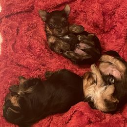 Yorkshire Terrier Puppies from Beantown Yorkshires